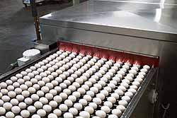 Egg Washing chemistry at ChemStation Buffalo